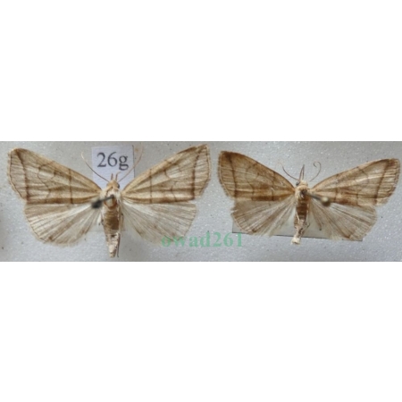Herminia grisealis (Denis & Schiffermüller, 1775) pair Szczękalica gajówka Czech26g
